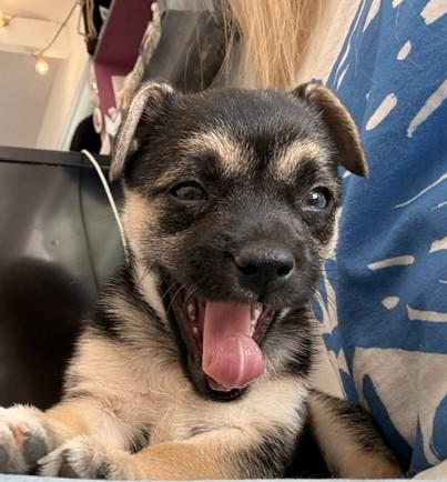 Enlarge Dolly, a Adoptable mixed breed in Santa Rosa, CA image 6/6