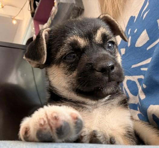Enlarge Dolly, a Adoptable mixed breed in Santa Rosa, CA image 3/6