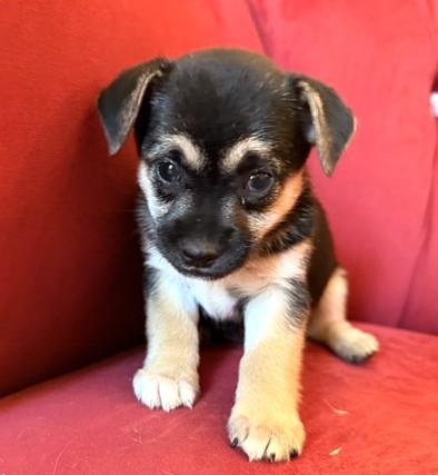 Enlarge Dolly, a Adoptable mixed breed in Santa Rosa, CA image 5/6