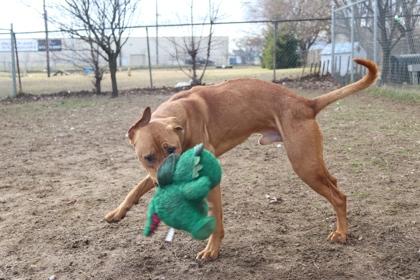 Sunsun, an adopted mixed breed in Mishawaka, IN image 5/6