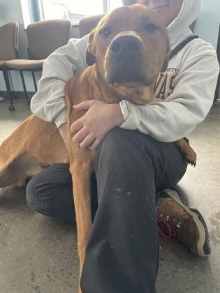 Sunsun, an adopted mixed breed in Mishawaka, IN image 2/6