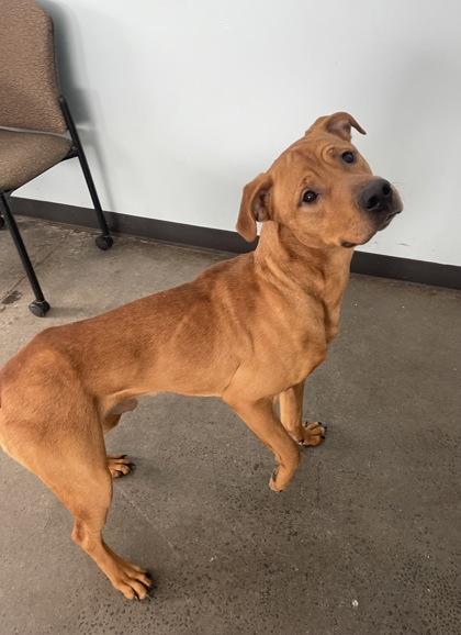 Sunsun, an adopted mixed breed in Mishawaka, IN image 6/6