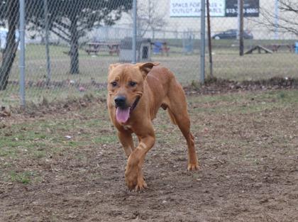 Sunsun, an adopted mixed breed in Mishawaka, IN image 3/6