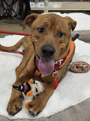 Sunsun, an adopted mixed breed in Mishawaka, IN image 1/6