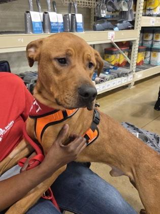 Sunsun, an adopted mixed breed in Mishawaka, IN image 4/6