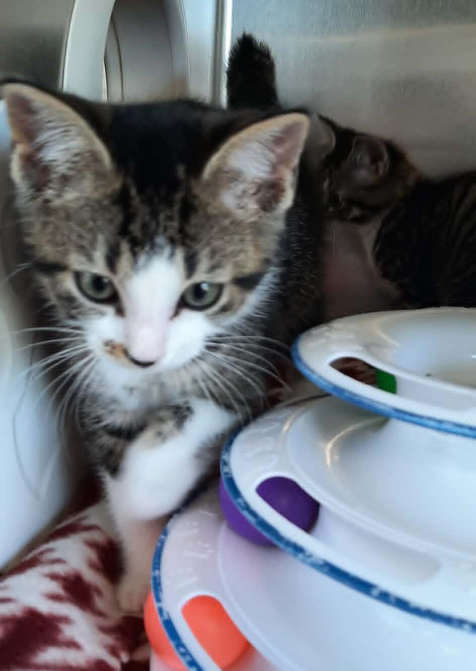 Wren, a Adoptable Domestic Short Hair in Georgetown, OH image 1/2