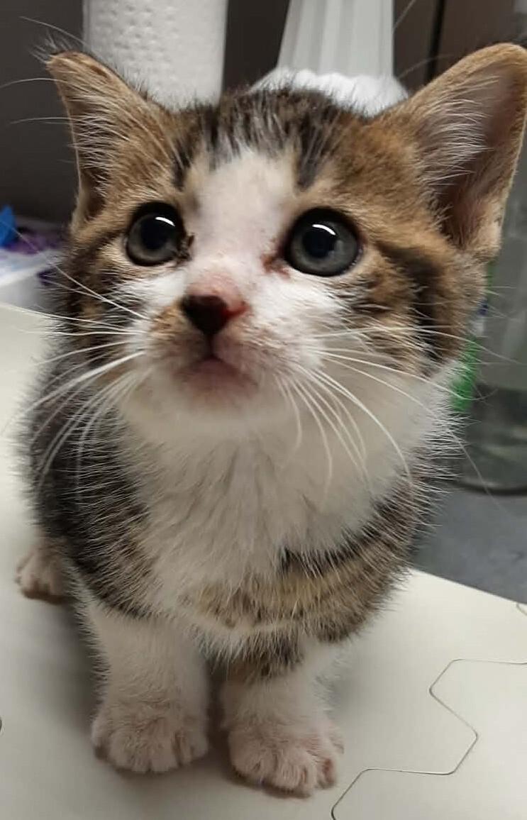 Wren, a Adoptable Domestic Short Hair in Georgetown, OH image 2/2