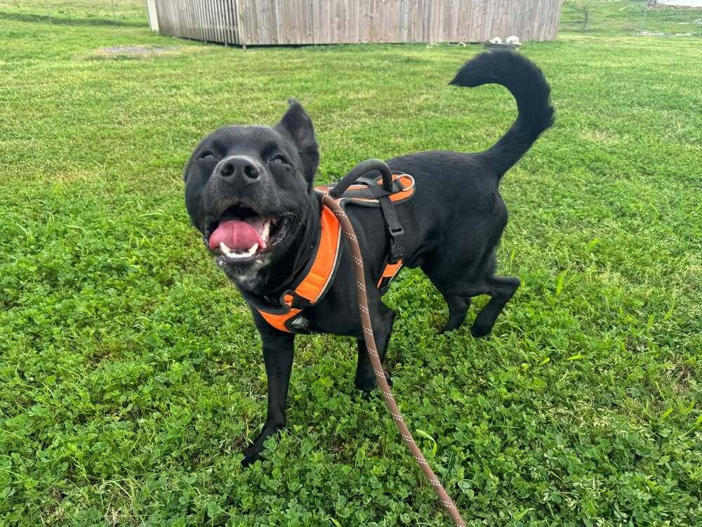 Ronnie, Adoptable, Young Male Mixed Breed.