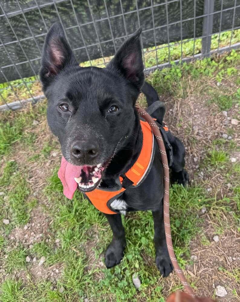 Enlarge Ronnie, a Adoptable Mixed Breed in Scott, LA image 2/4