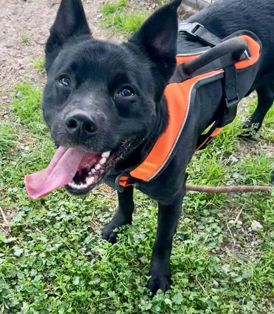 Enlarge Ronnie, a Adoptable Mixed Breed in Scott, LA image 3/4