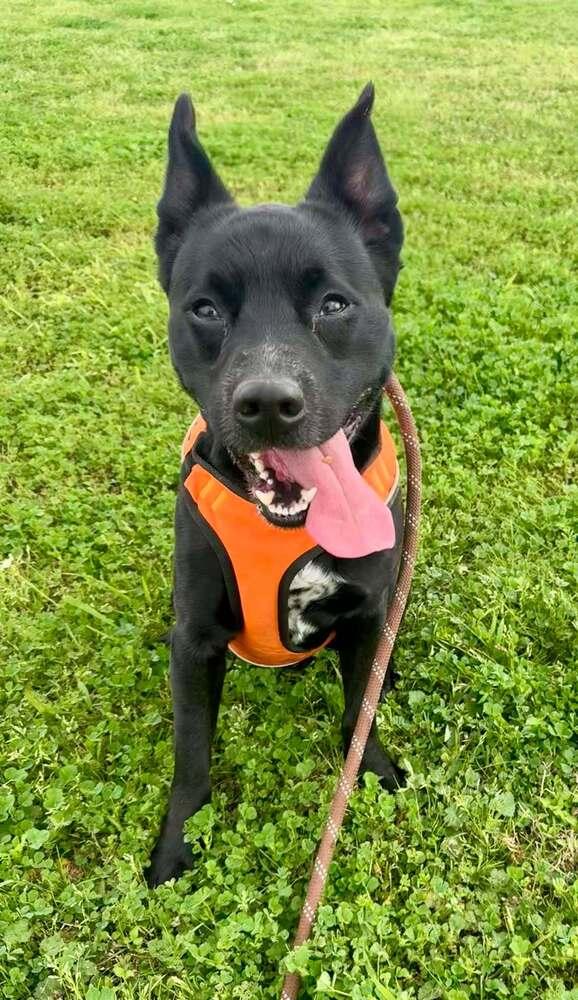 Enlarge Ronnie, a Adoptable Mixed Breed in Scott, LA image 4/4