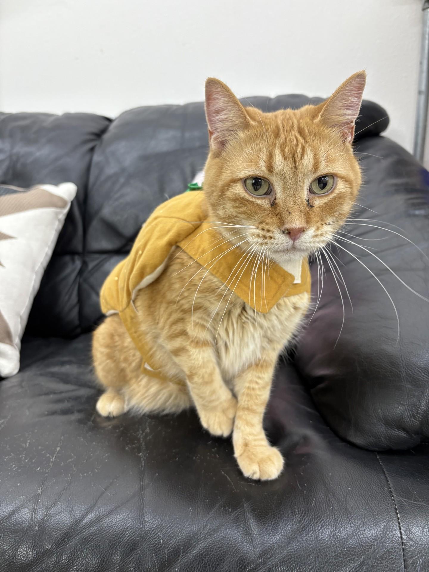 Finn, ADOPTABLE, Adult Male Domestic Short Hair.