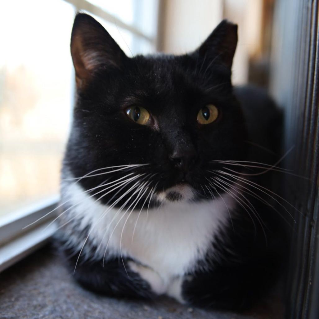 Enlarge Pepper, a Adoptable Domestic Short Hair in Tulsa, OK image 1/2