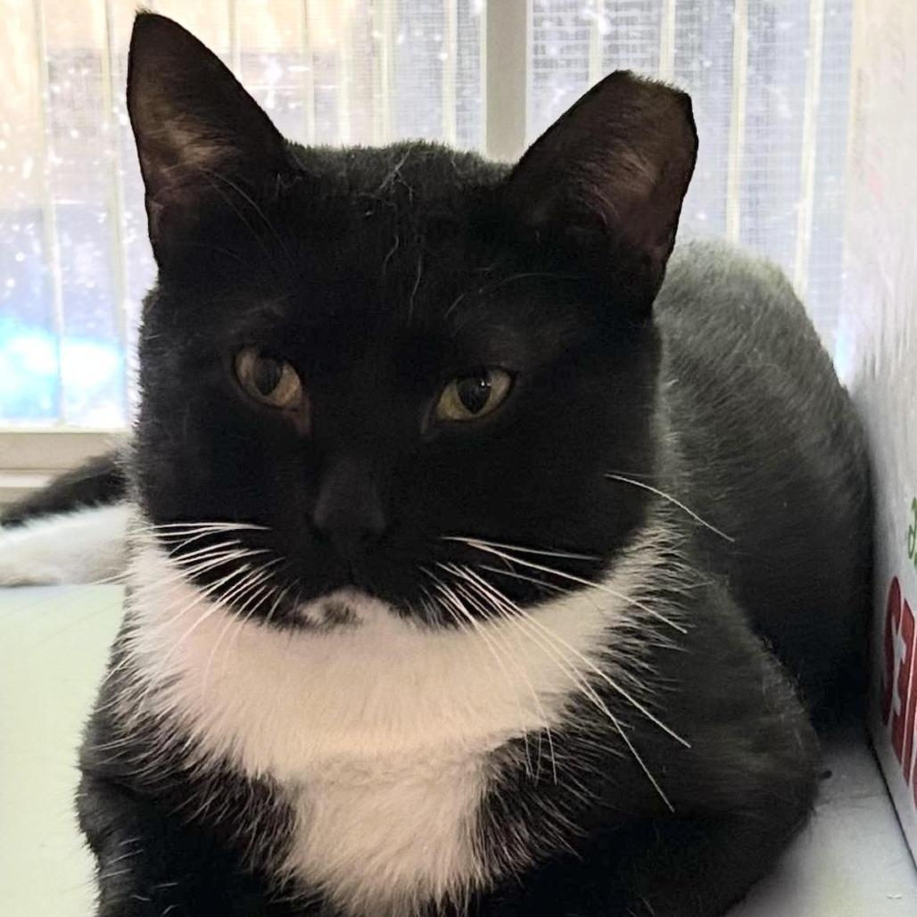 Enlarge Pepper, a Adoptable Domestic Short Hair in Tulsa, OK image 2/2