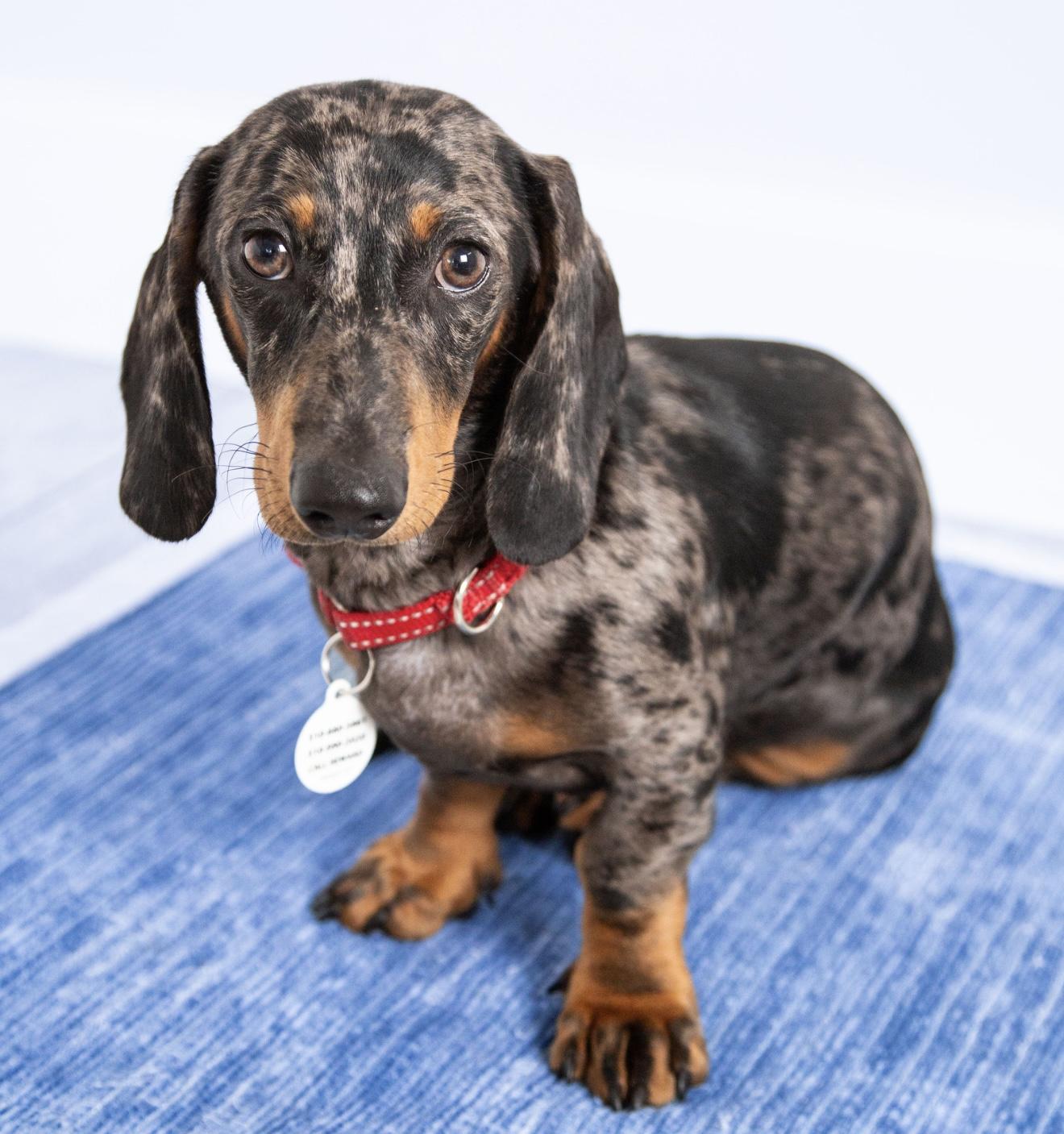 Schnitzel, Adopted, Young Male Dachshund.