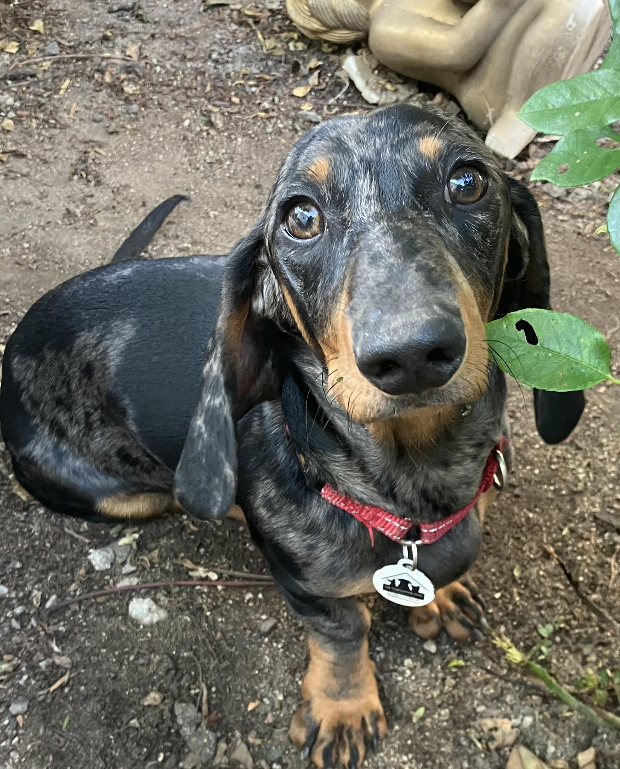 Schnitzel, a Adopted Dachshund in Santa Monica, CA image 2/6