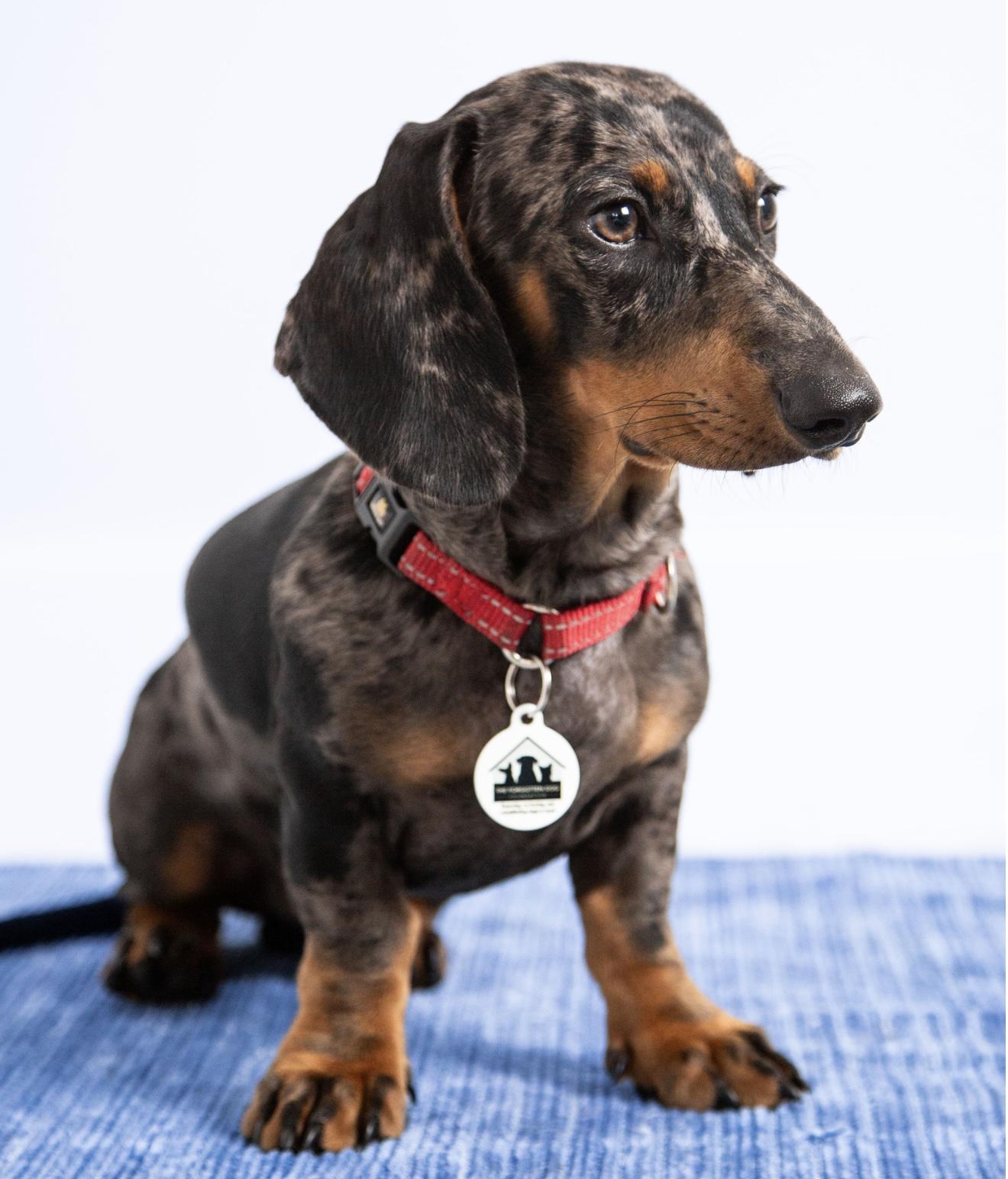 Schnitzel, a Adopted Dachshund in Santa Monica, CA image 3/6