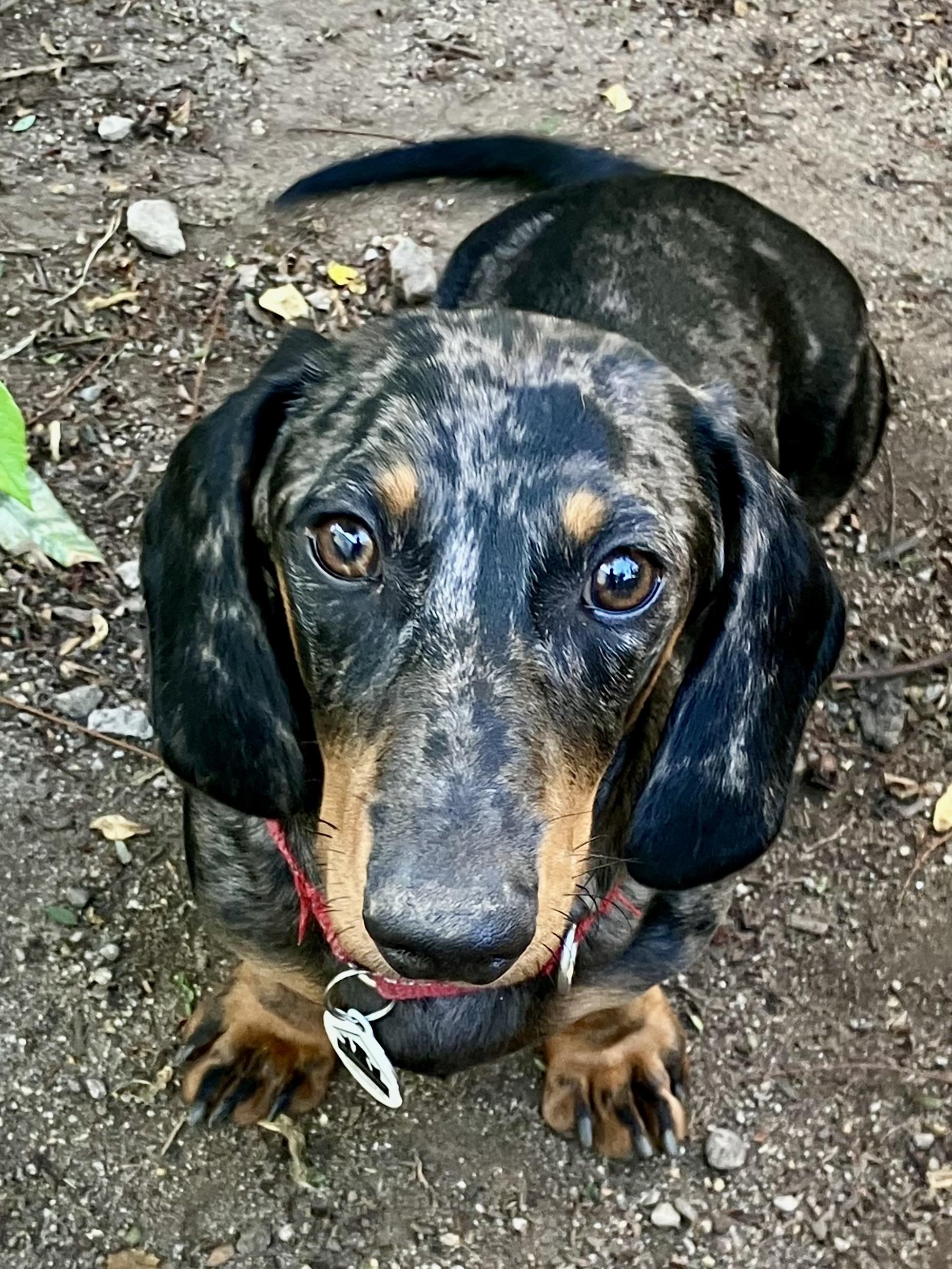 Schnitzel, a Adopted Dachshund in Santa Monica, CA image 4/6