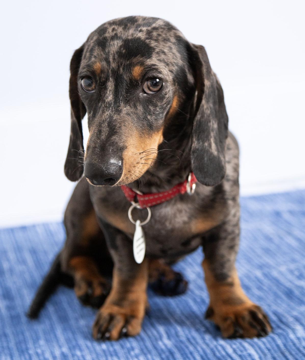 Schnitzel, a Adopted Dachshund in Santa Monica, CA image 5/6