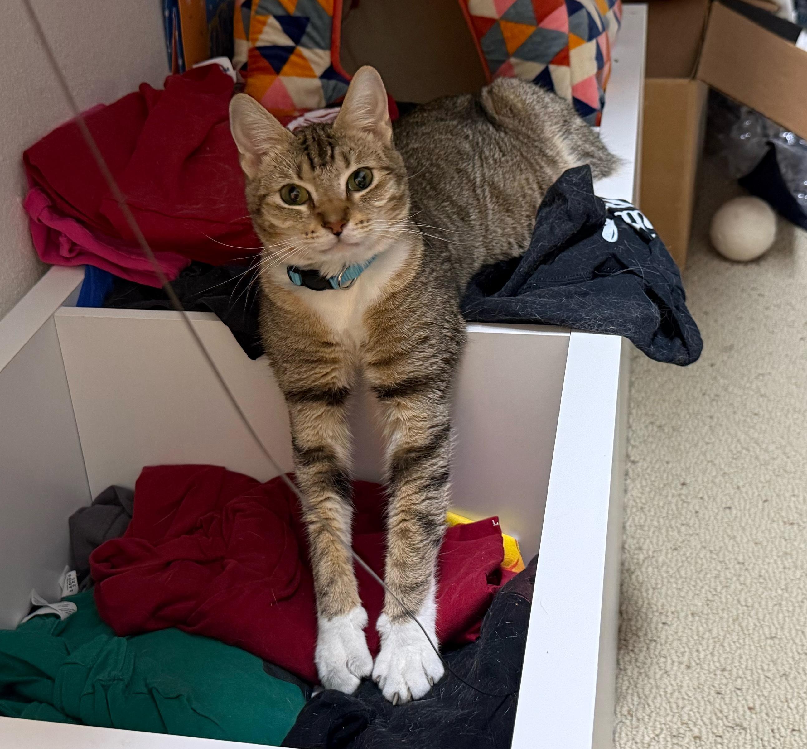 Posh Spice, adoptable, Young Female Torbie & Domestic Short Hair.