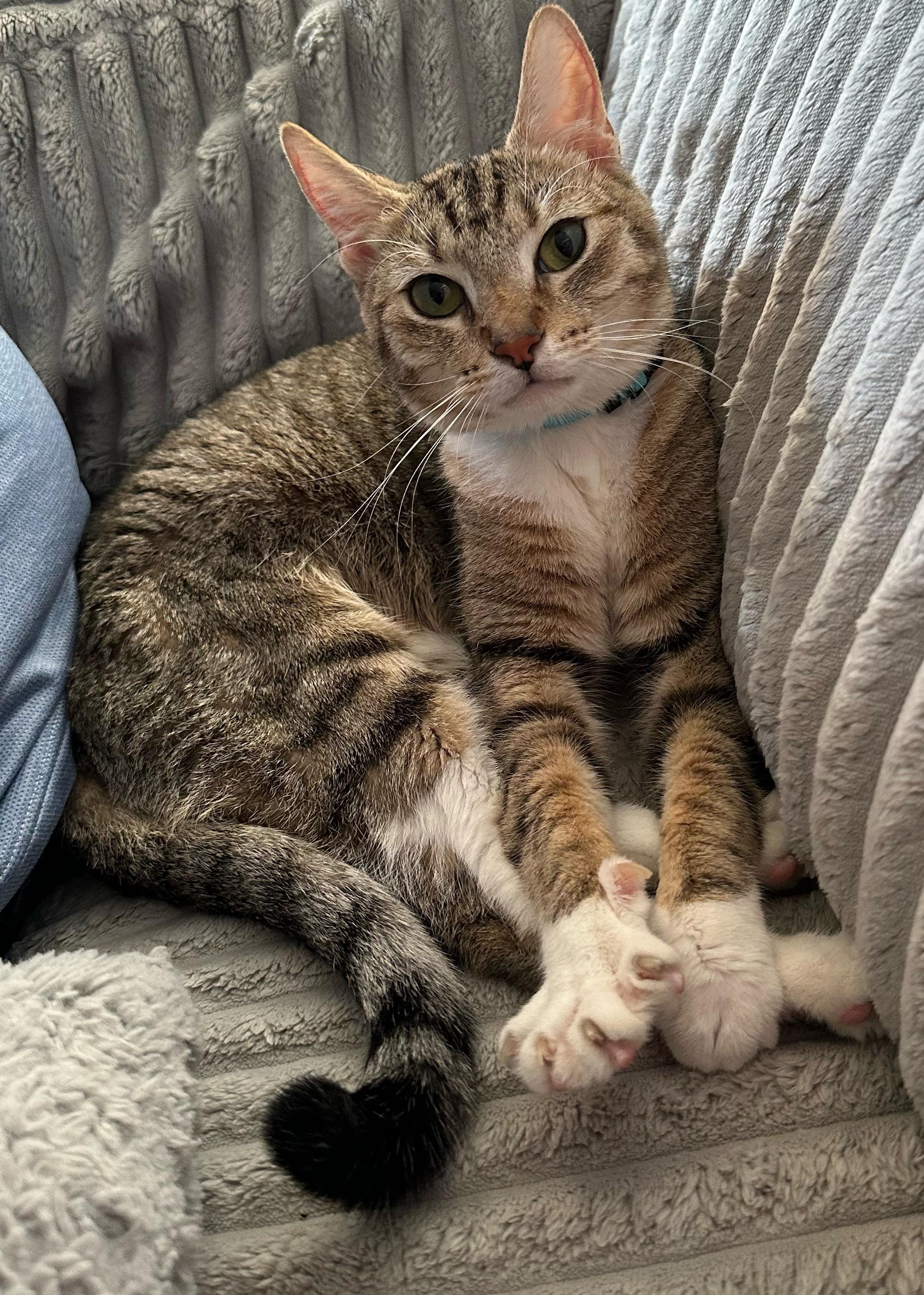 Enlarge Posh Spice, an adoptable mixed breed in Parker, TX image 2/3