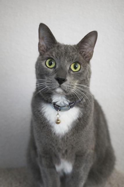 Enlarge CJ & Winston - Owner died :-(, a ADOPTABLE mixed breed in Bothell, WA image 2/3