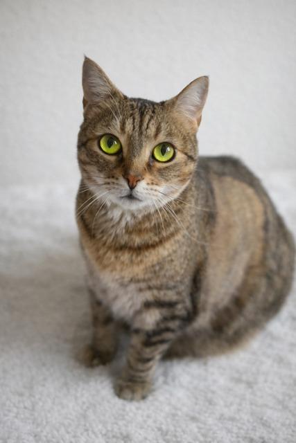 CJ & Winston - Owner died :-(, ADOPTABLE, Adult Male Tabby & Tuxedo.