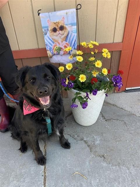 Enlarge IRIS, a Adoptable mixed breed in Fairbanks, AK image 1/1