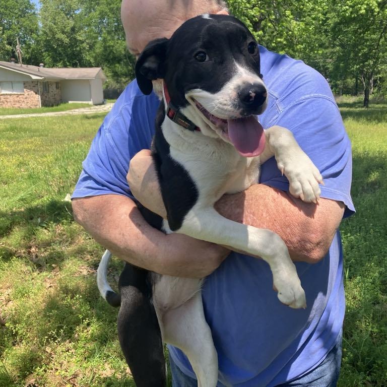 Dolly, Baby Female American Staffordshire Terrier
