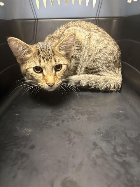 Enlarge GILBERT THE FABRIC FIEND, a Adoptable Domestic Short Hair in Minneapolis, MN image 1/1