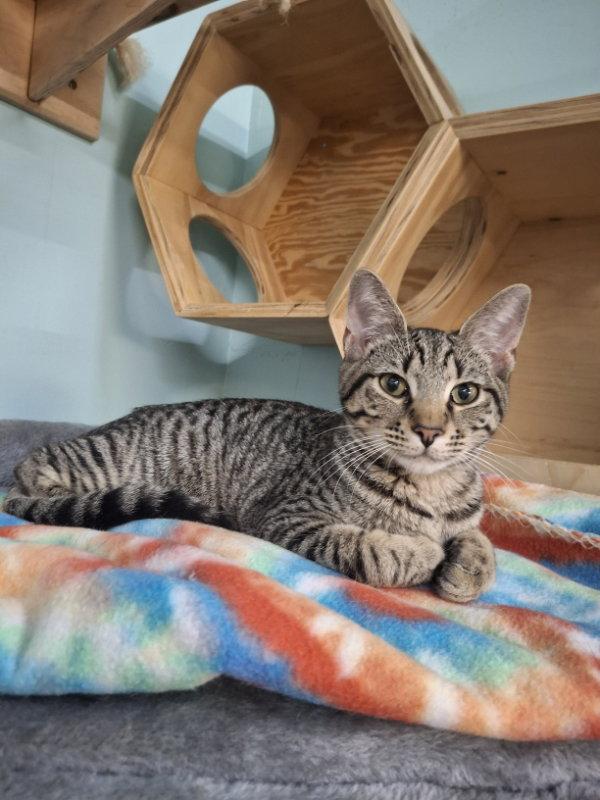 Otis, a Adopted Domestic Short Hair in Gonic, NH image 2/3
