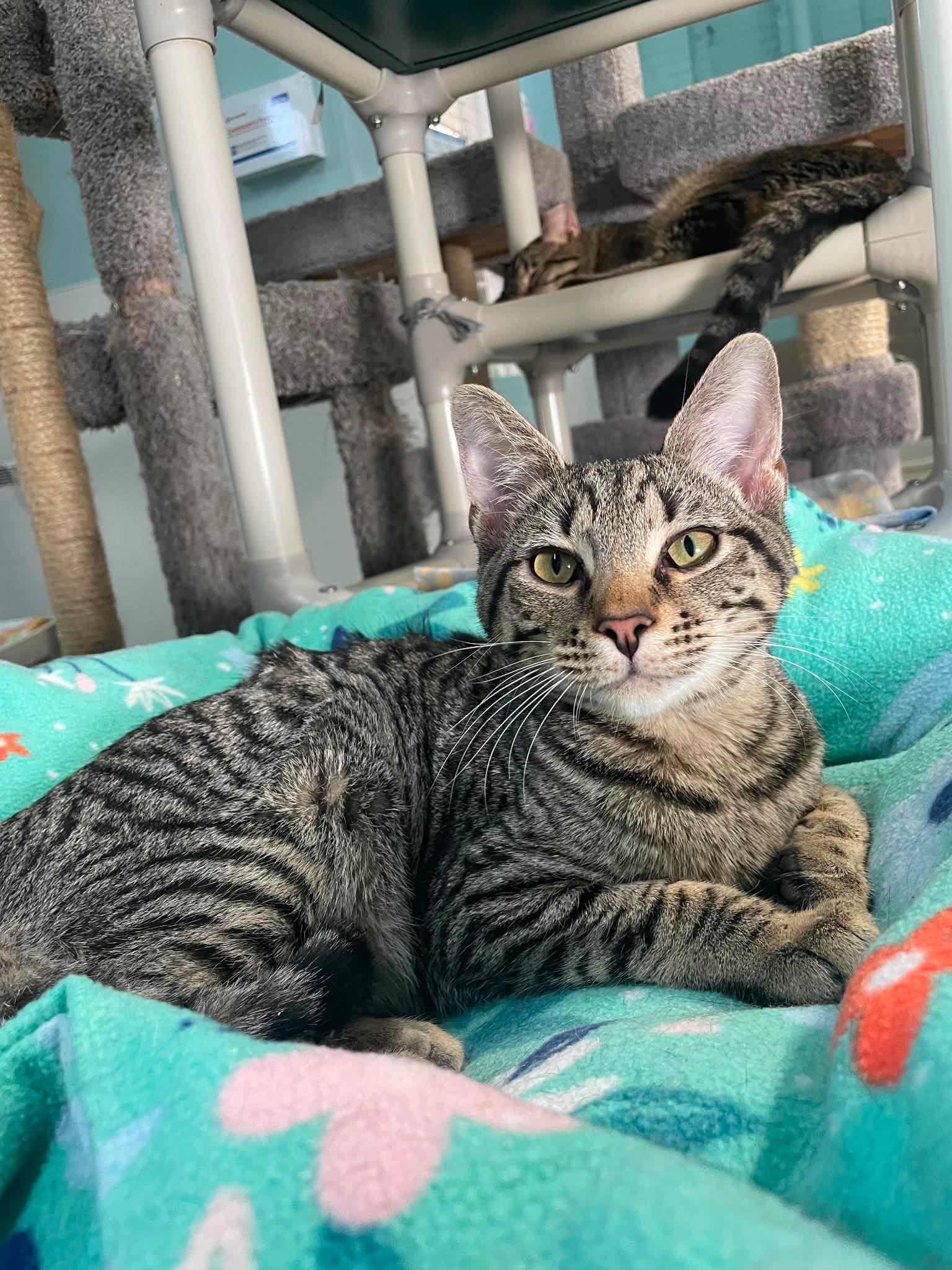 Otis, a Adopted Domestic Short Hair in Gonic, NH image 3/3