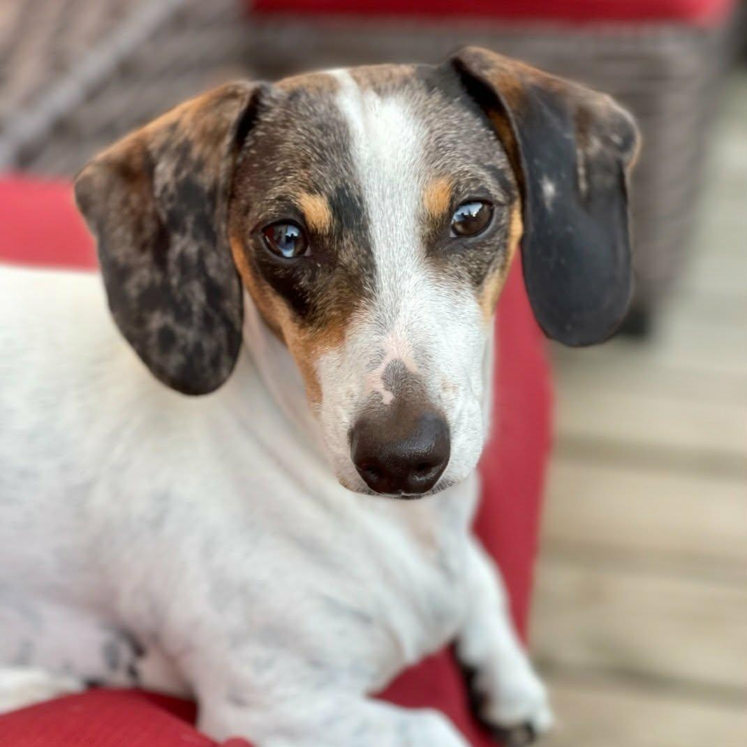 Stewie--Adoption Pending, a Adoptable Dachshund in Omaha, NE image 1/2