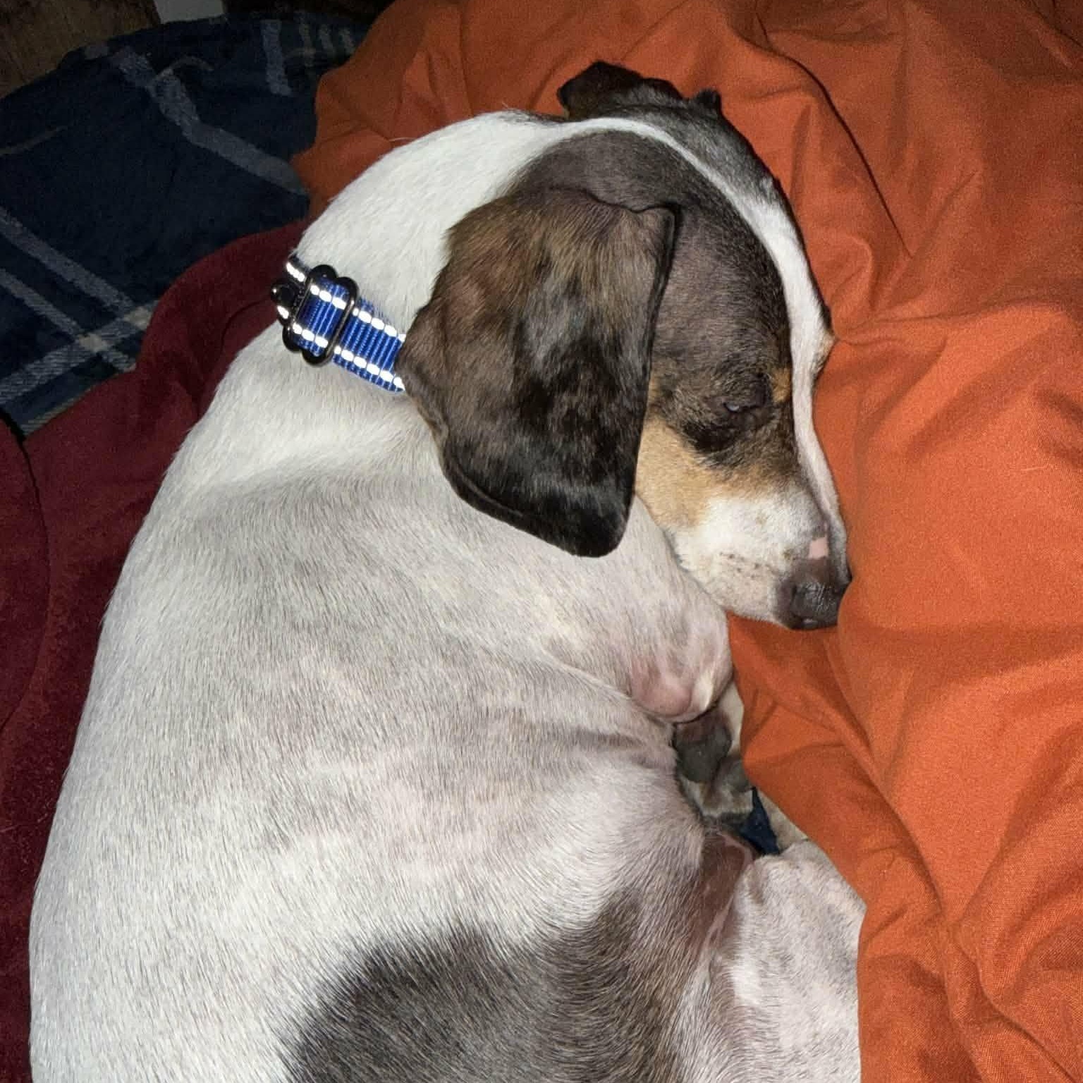 Stewie--Adoption Pending, a Adoptable Dachshund in Omaha, NE image 2/2