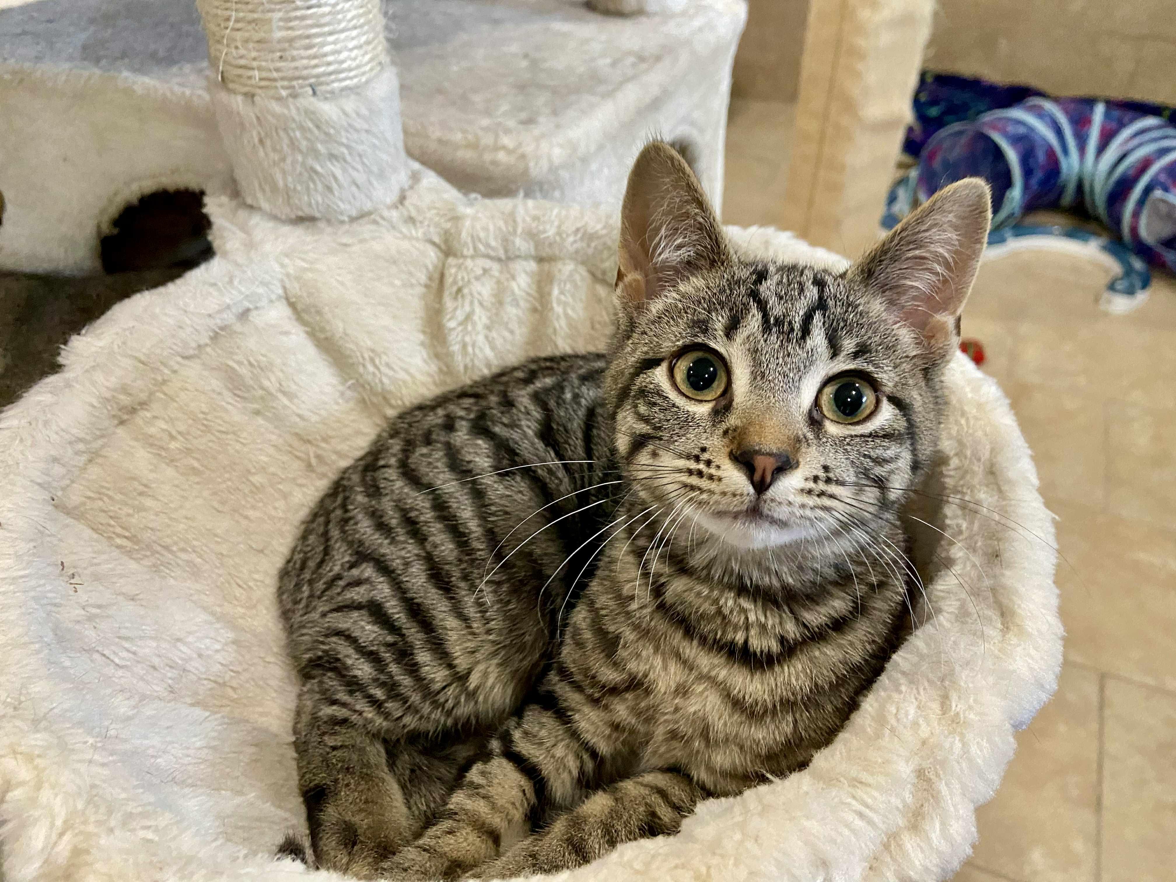 Toto, Baby Male Domestic Short Hair
