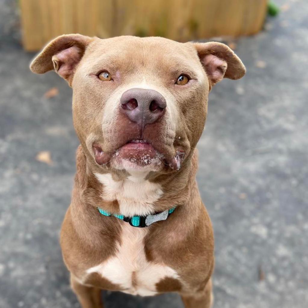 Enlarge Reese, a Adoptable American Staffordshire Terrier in Laurel, MS image 1/2