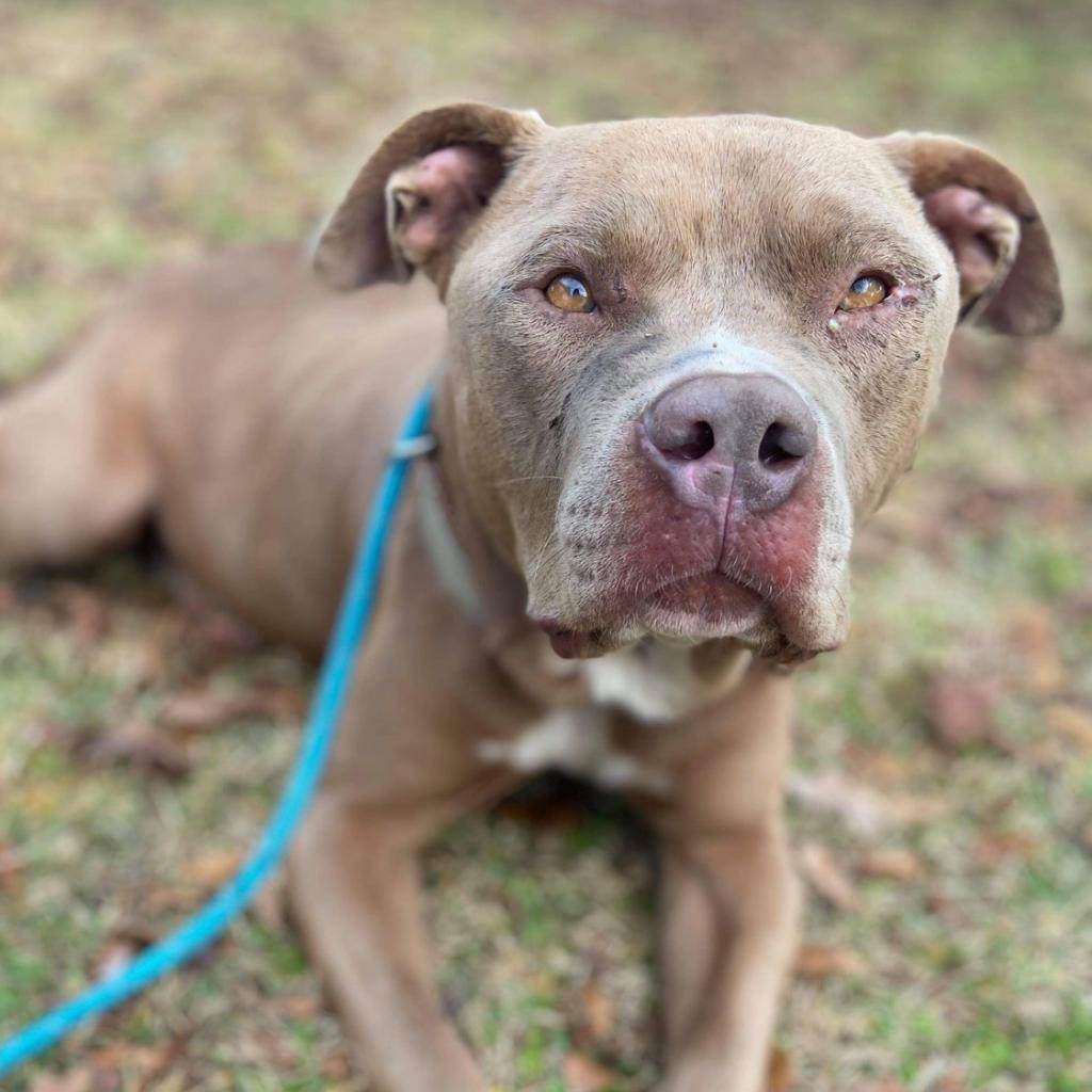 Enlarge Reese, a Adoptable American Staffordshire Terrier in Laurel, MS image 2/2