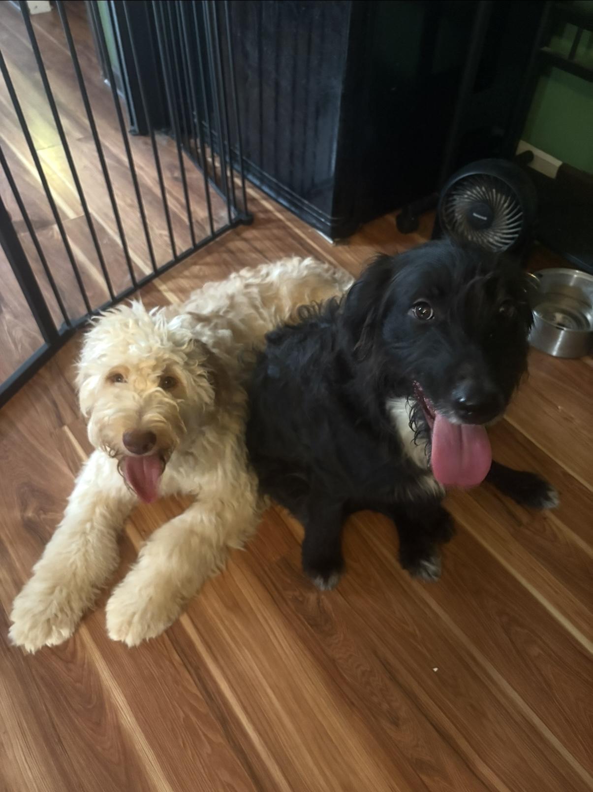 Korra, a Adoptable Goldendoodle in Novi, MI image 6/6