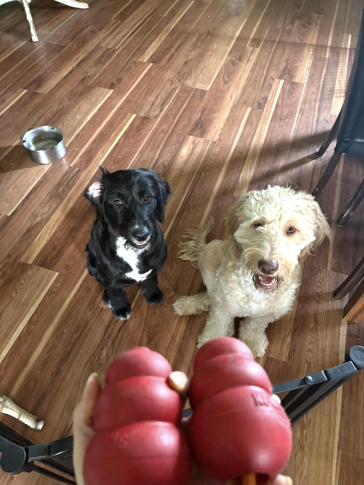 Korra, a Adoptable Goldendoodle in Novi, MI image 5/6