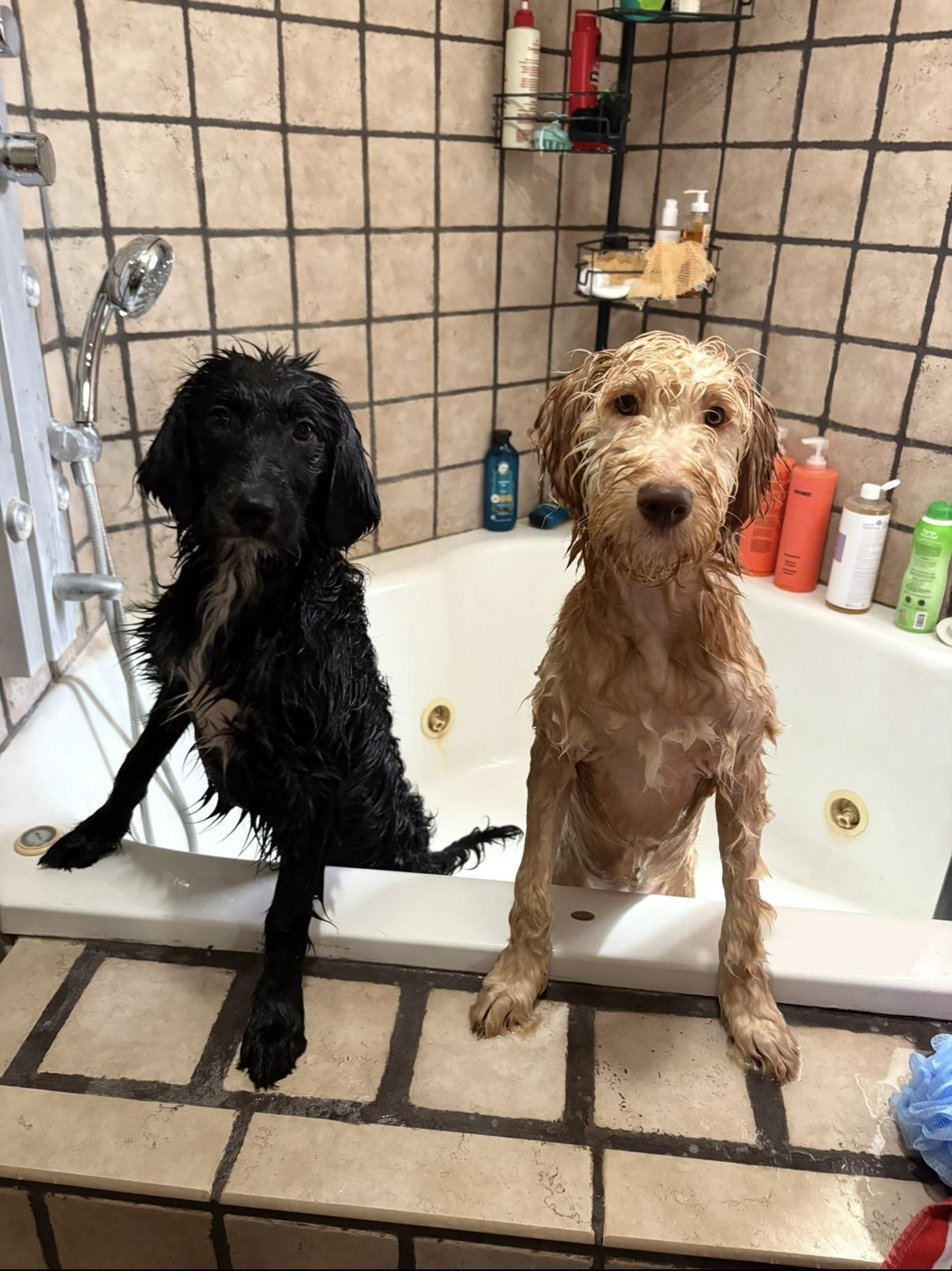 Korra, a Adoptable Goldendoodle in Novi, MI image 3/6