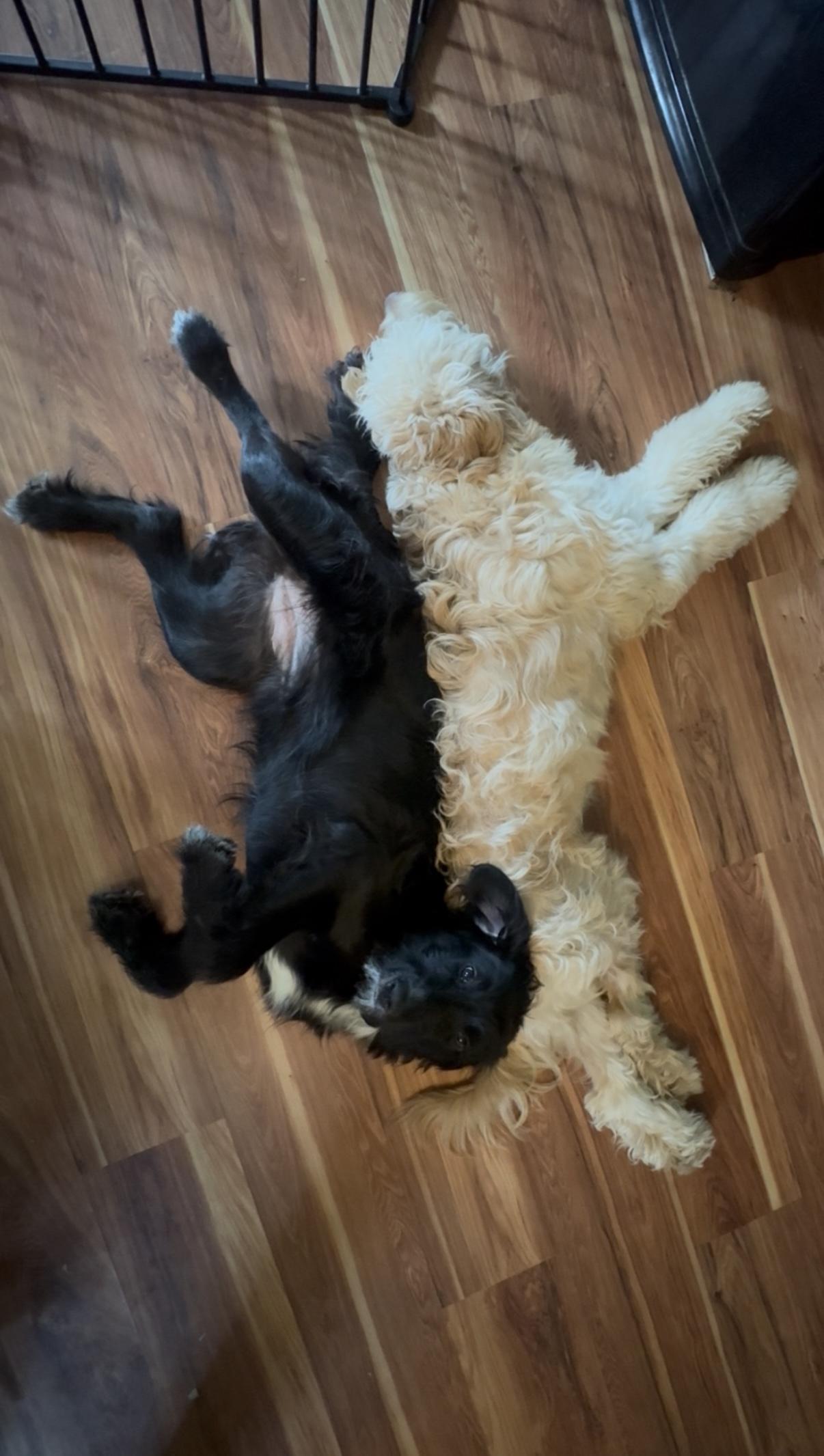 Korra, a Adoptable Goldendoodle in Novi, MI image 4/6