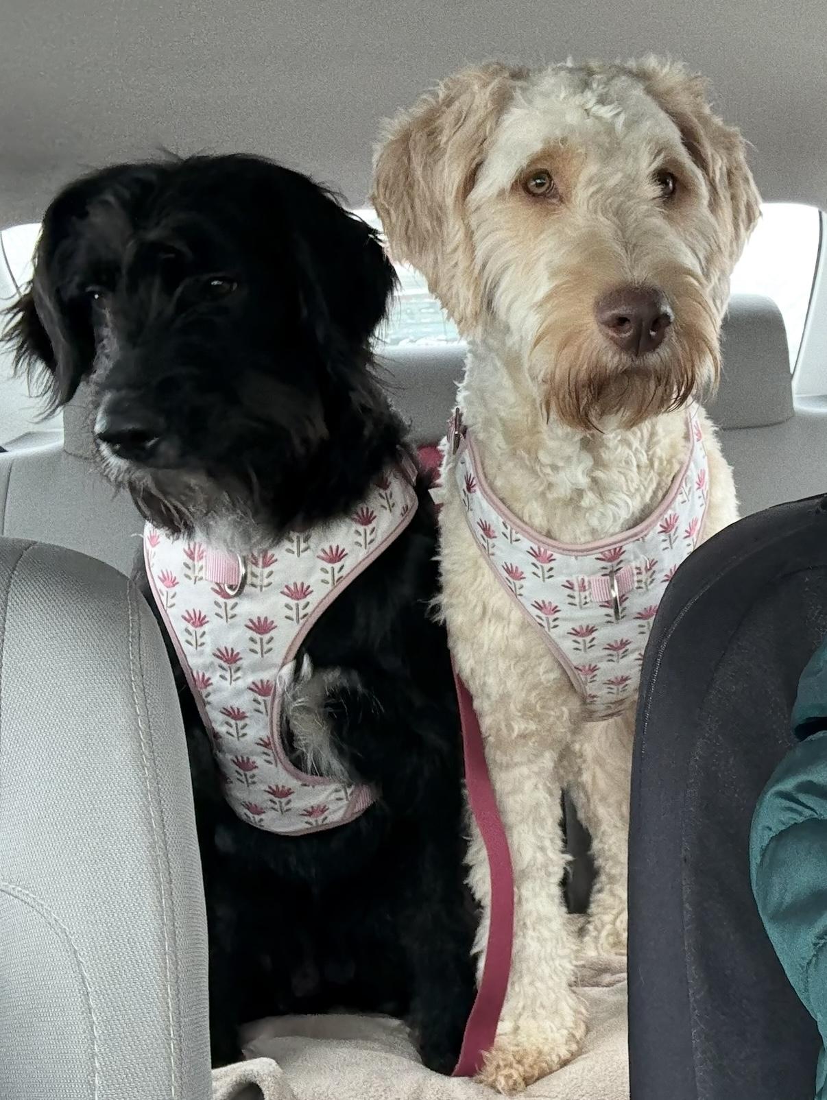 Korra, a Adoptable Goldendoodle in Novi, MI image 1/6