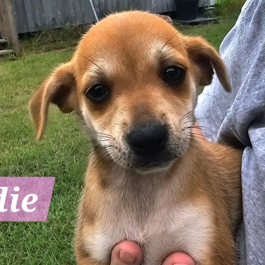 NY Eddie Avail Sep 13 (Kent Community Day)
