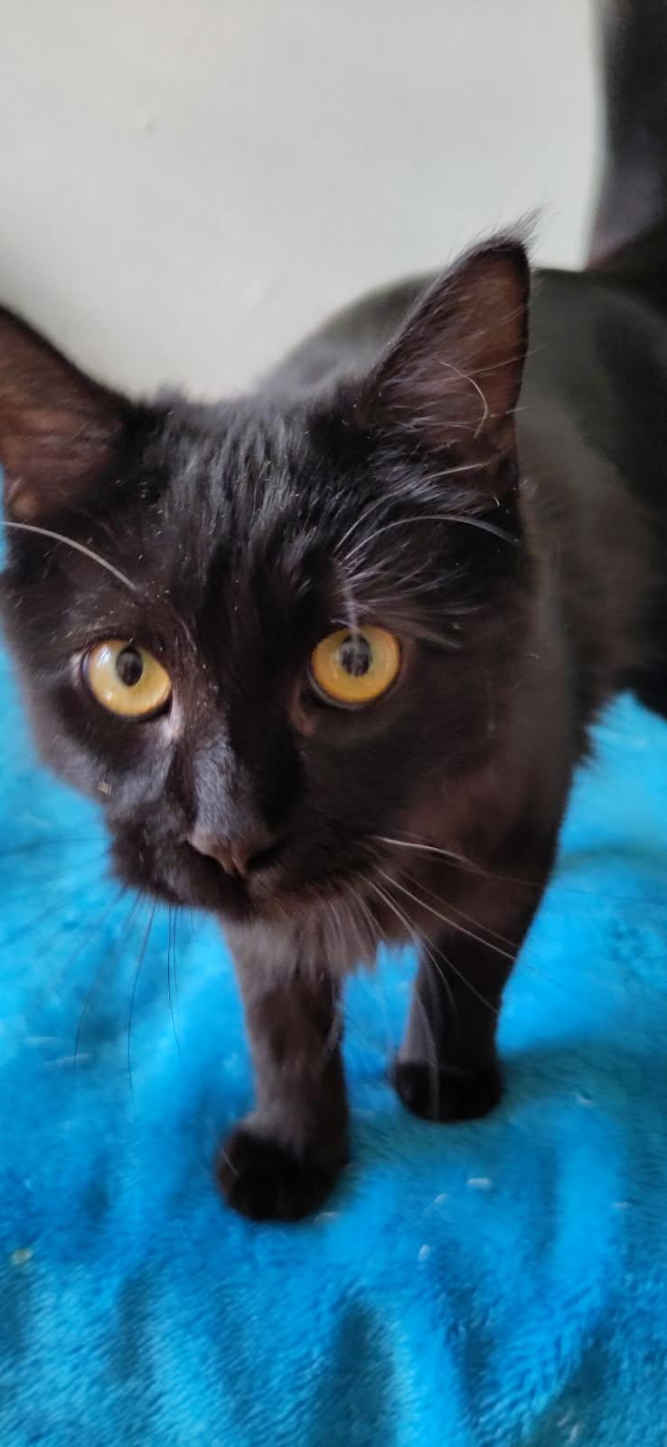 Starling, Adopted, Young Female Domestic Medium Hair.