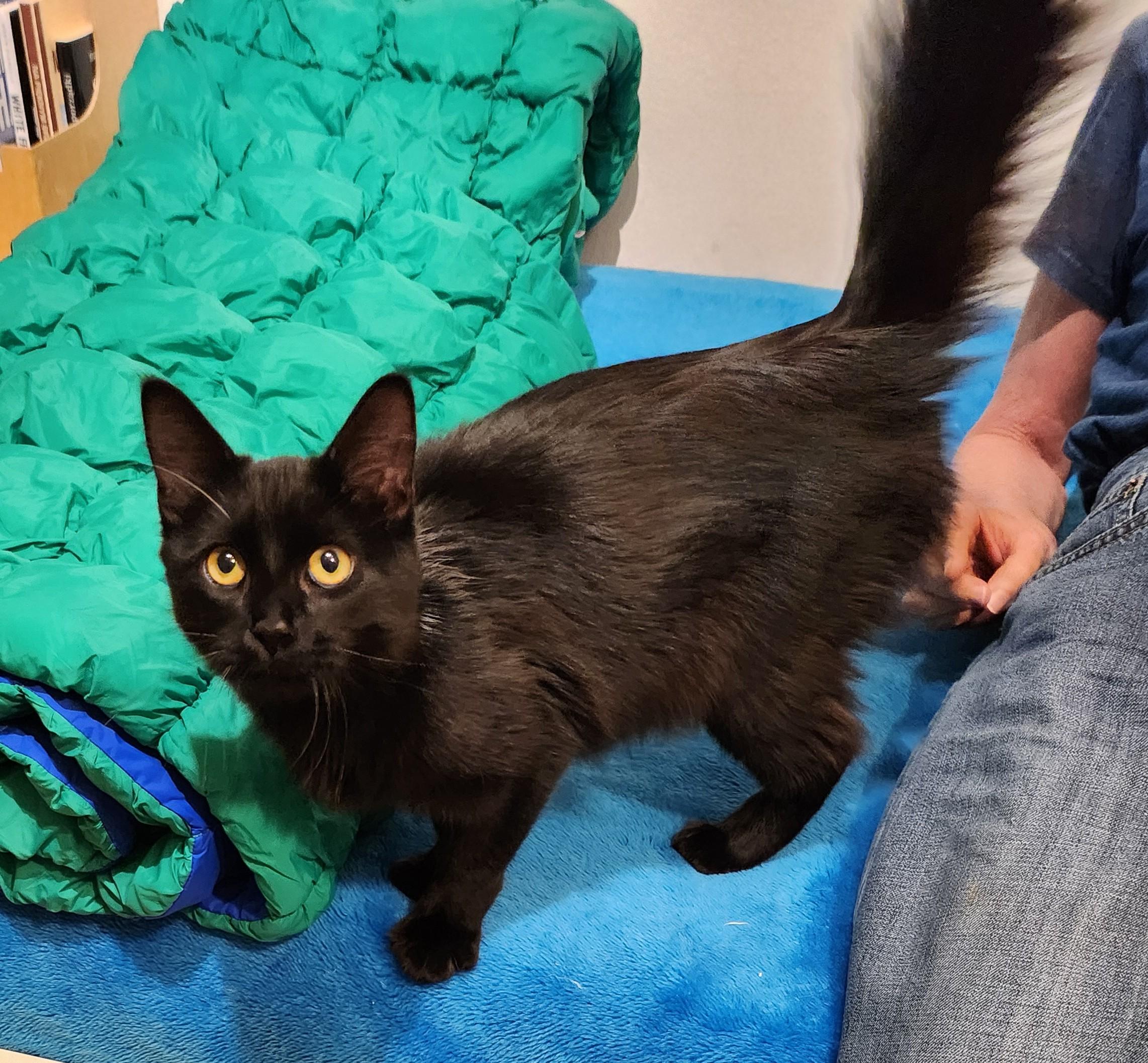 Enlarge Starling, a Adopted Domestic Medium Hair in Marin, CA image 5/6