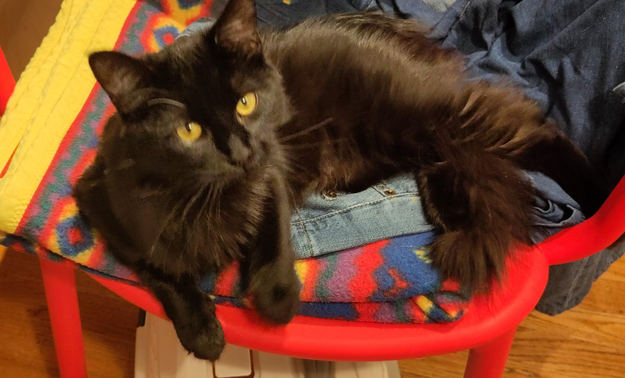 Enlarge Starling, a Adopted Domestic Medium Hair in Marin, CA image 6/6