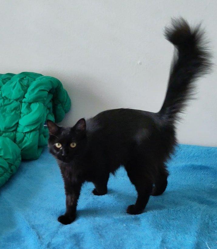 Enlarge Starling, a Adopted Domestic Medium Hair in Marin, CA image 2/6