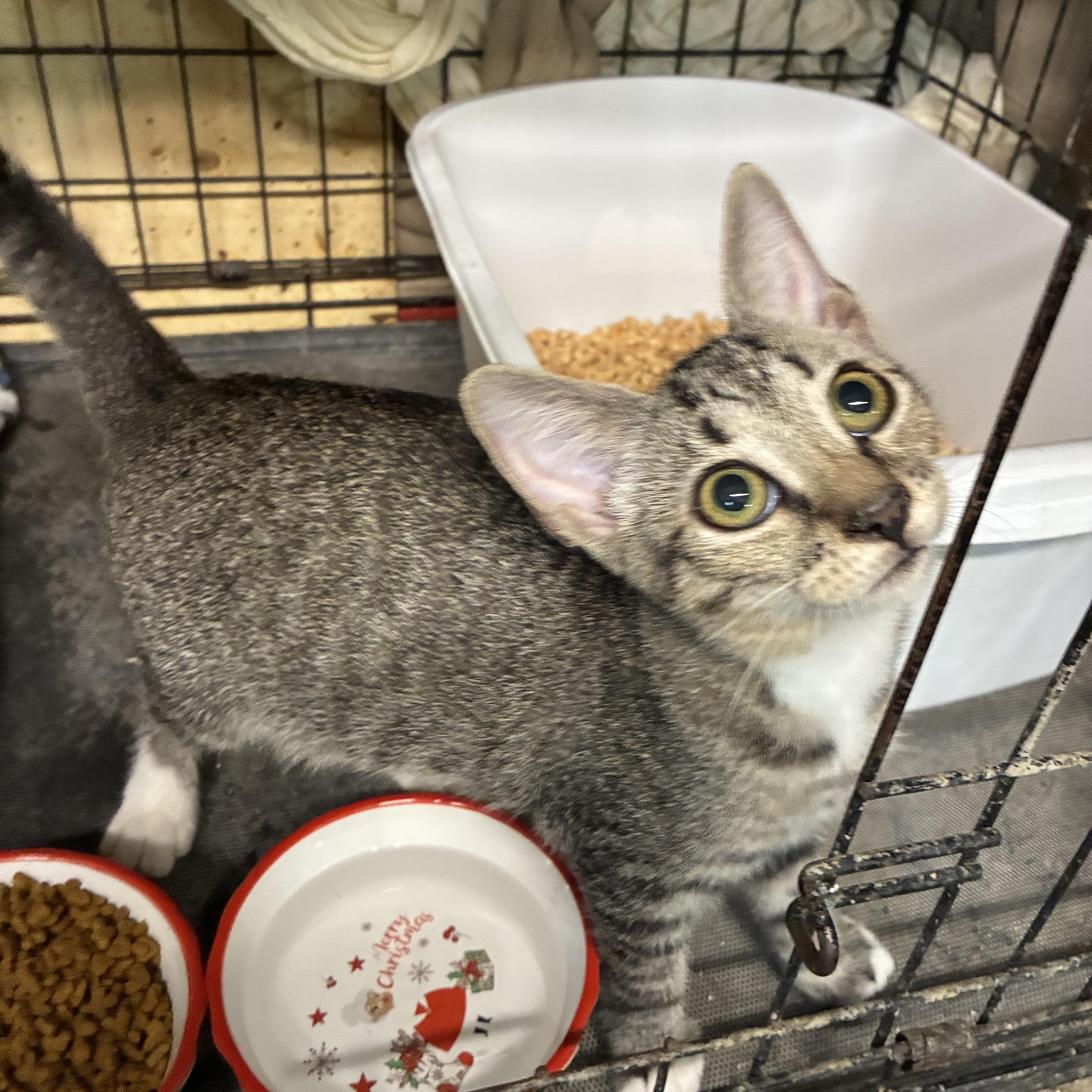 Enlarge Beau, a ADOPTABLE Tabby in Bridgeton, NC image 1/1