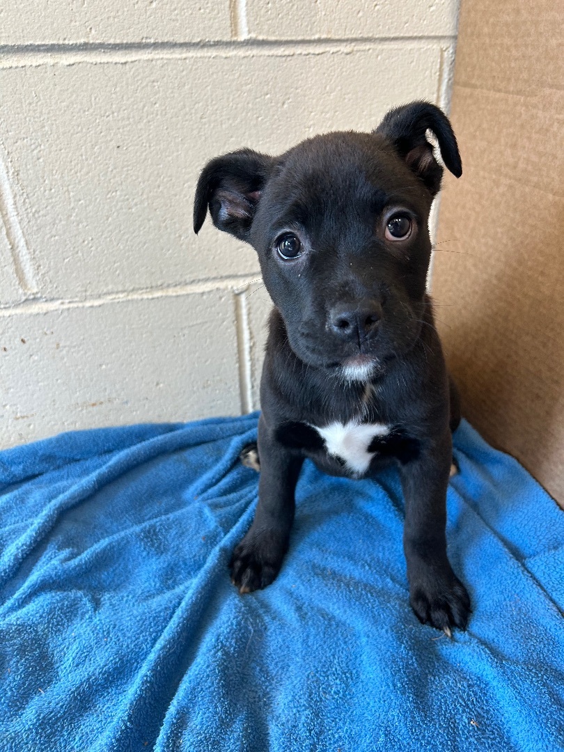 Brea , Adopted, Puppy Female Mixed Breed.
