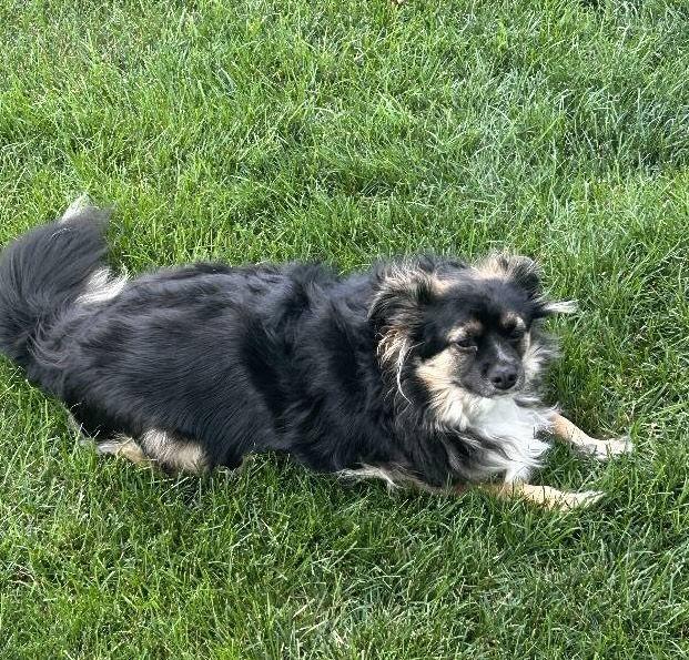 Benji *FTA*, a Adoptable mixed breed in Ashville, OH image 1/3